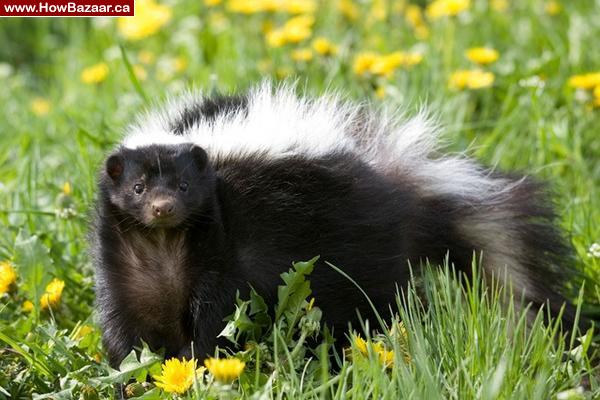 Bears PEPE ( SKUNK ) Remouval