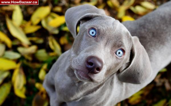 Professional Dog Walking Available! Ottawa Dog Wa